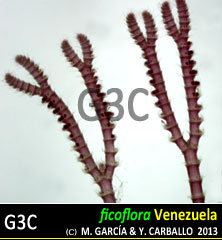 Centroceras gasparrinii Centroceras gasparrinii