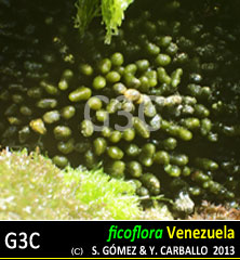 Codium repens Codium repens