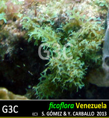 Dictyota pulchella Dictyota pulchella